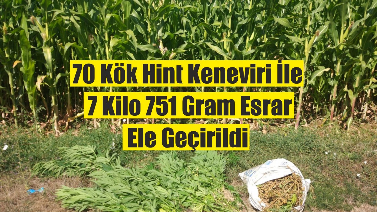 Mısır Tarlasında Hint Keneviri Ele Geçirildi