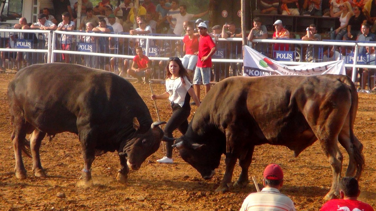 Boğa Güreşleri Kıran Kırana Geçti
