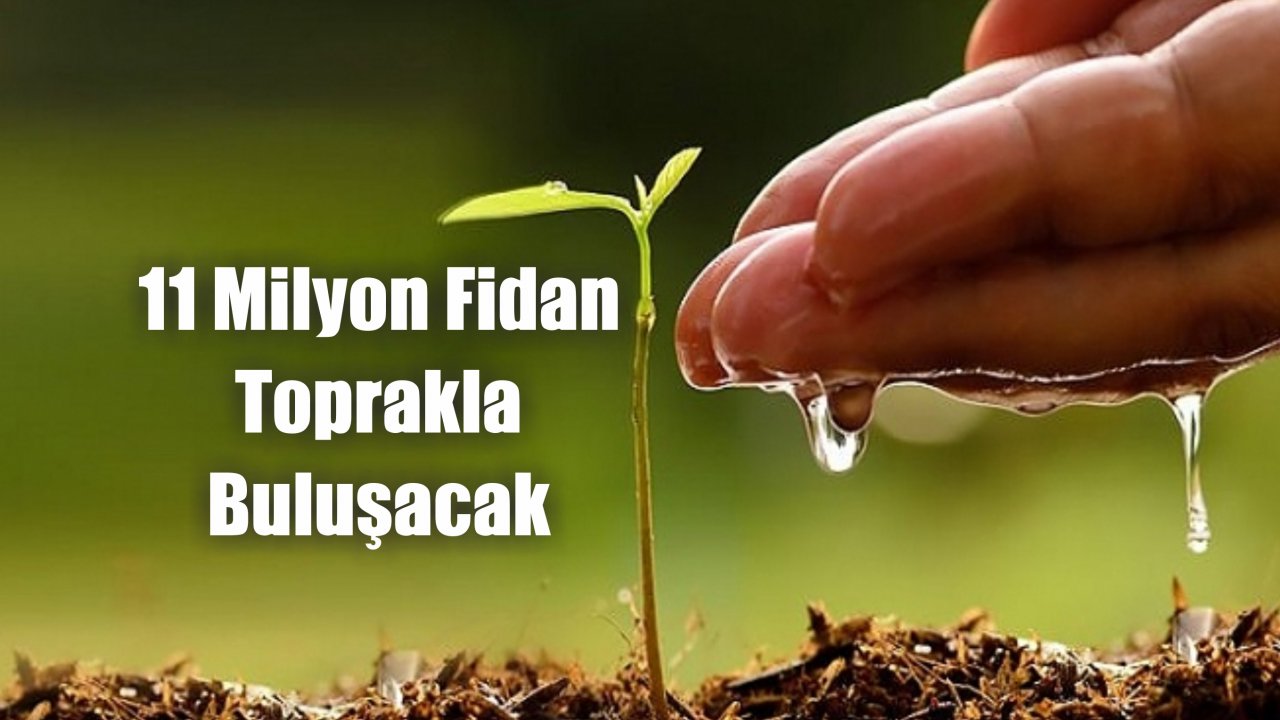 11 Milyon Fidan Toprakla Buluşacak