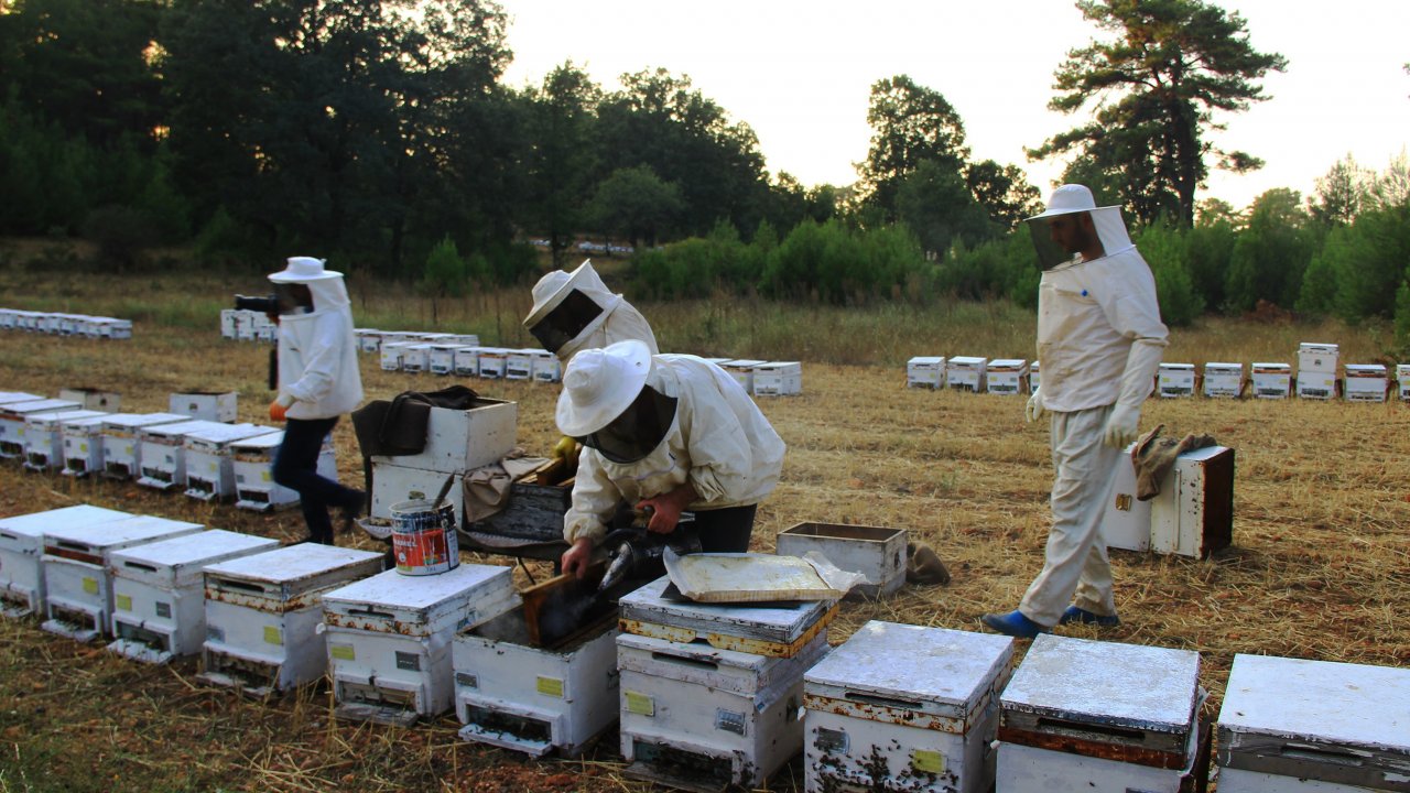 Muğla 3,5 Milyon Arı Kovanına Ev Sahipliği Yapıyor  