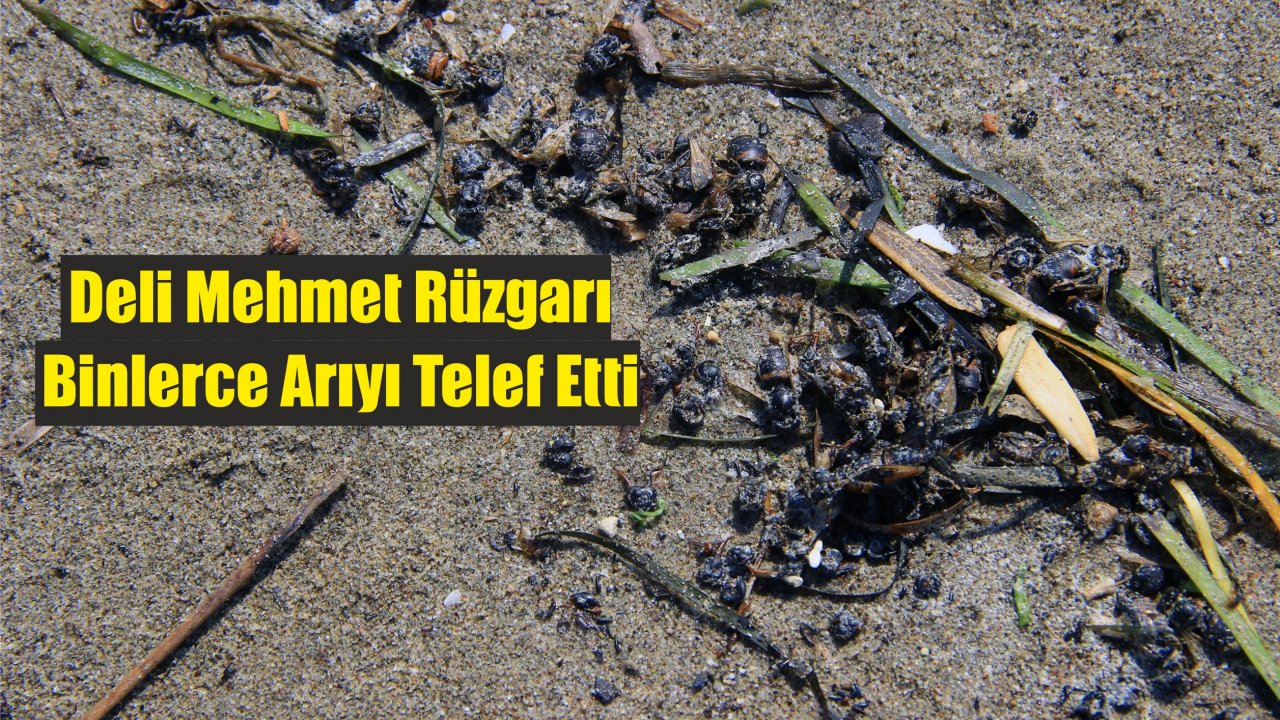 Deli Mehmet Rüzgarı Binlerce Arıyı Telef Etti