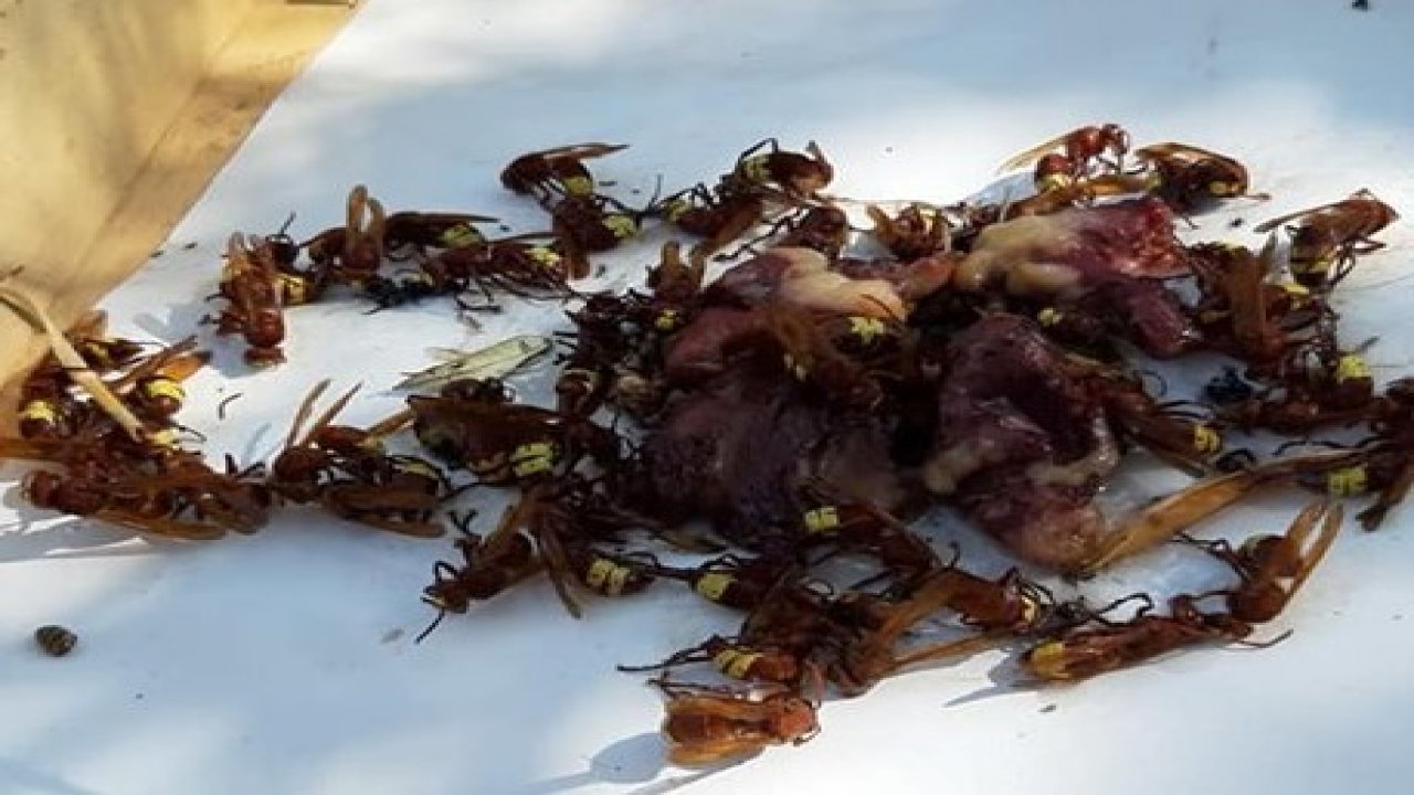 Bal Arıları Eşek Arılarının İstilasına Uğradı