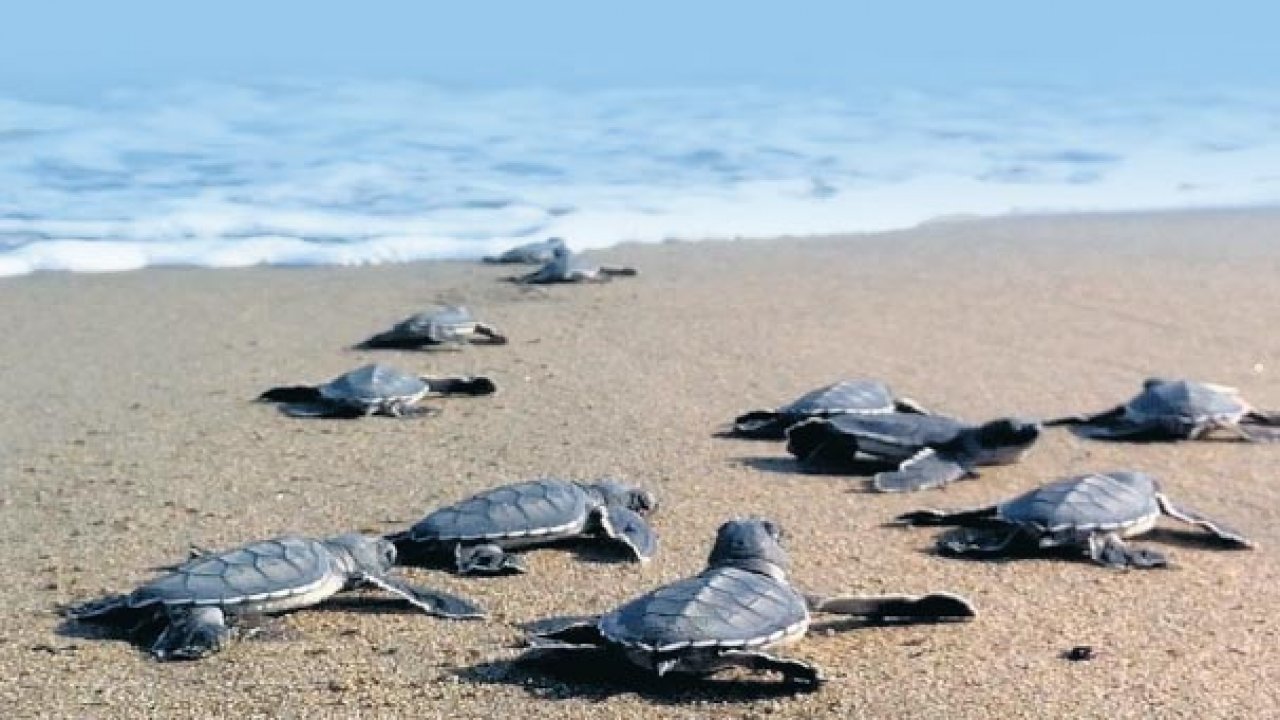 Turgutreis Sahiline İlk Kez Gelen Caretta Carettalar Denizle Buluştu
