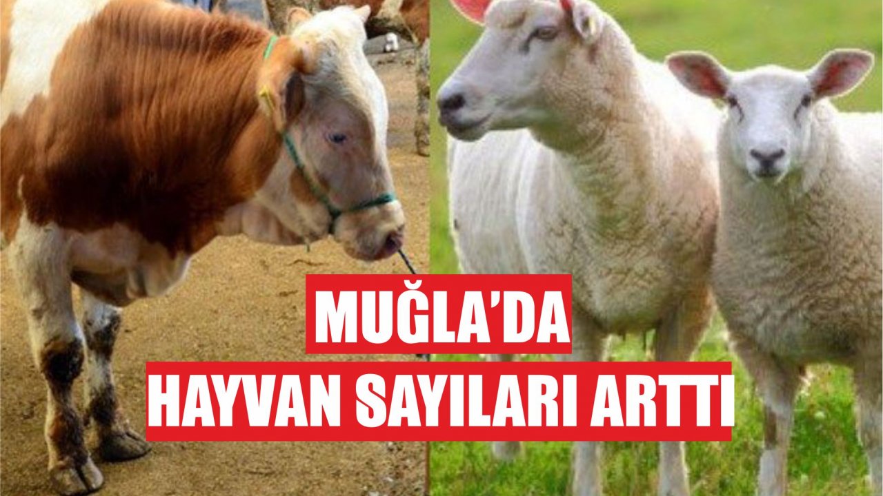 Muğla'nın Hayvansal Üretim İstatistikleri açıklandı  
