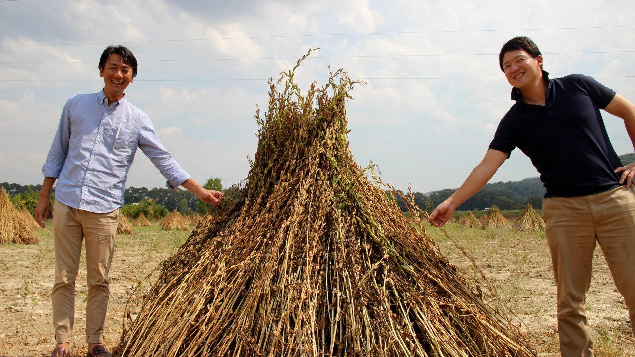 Japonlar ‘Suşi’ Susamı İçin Muğla’da  