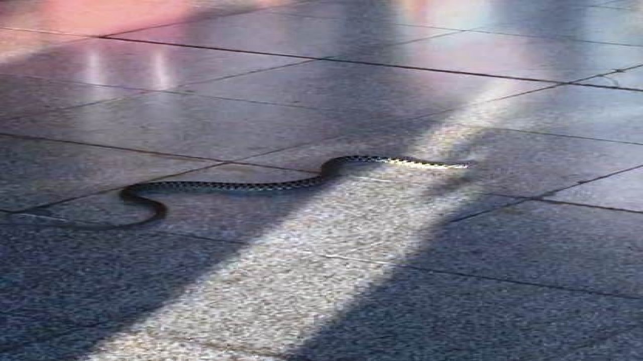 Milas - Bodrum Havalimanı'nda Yılan Paniği Yaşandı