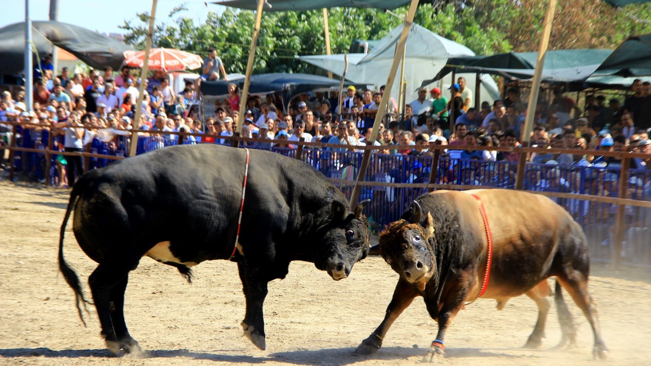 Bakan, Ula'da Boğa Güreşlerine İzledi
