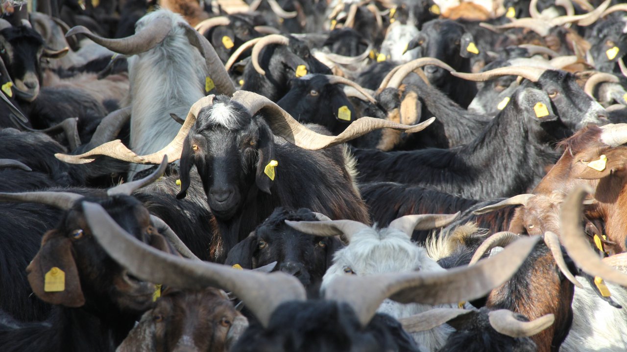 “Halk Elinde Küçükbaş Hayvan Islahı Ülkesel Proje” Toplantısı Yapıldı