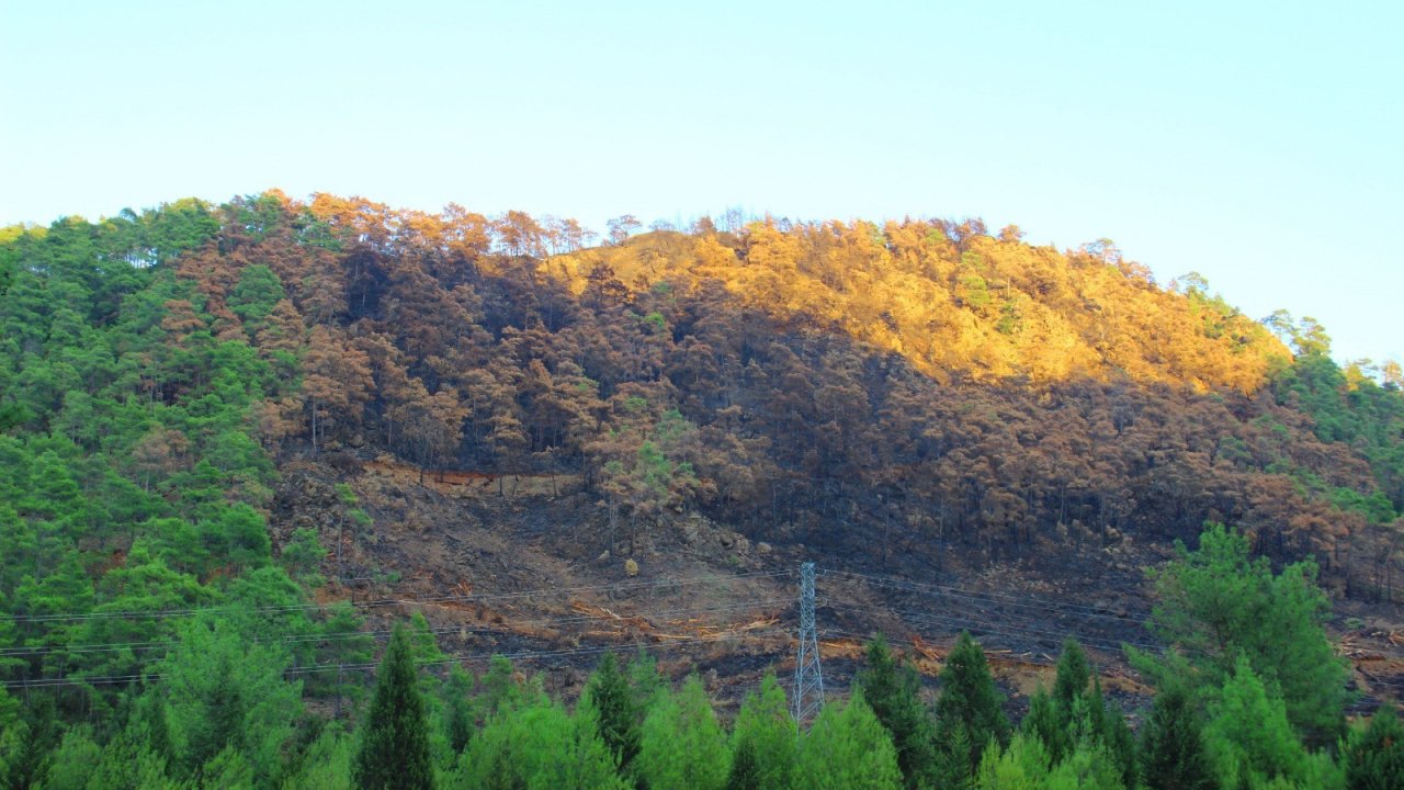 Yangın Sonrası Manzara  Yürekleri Burktu
