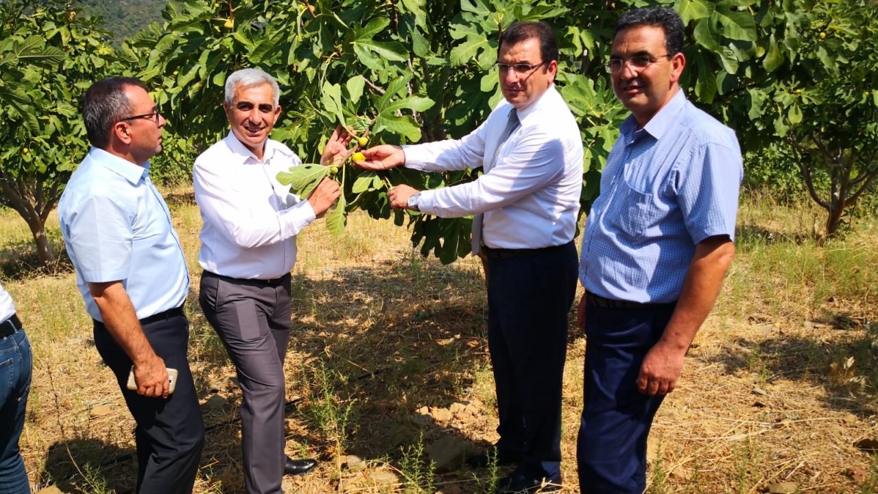 Yılın İlk İncir Hasadı Yapıldı