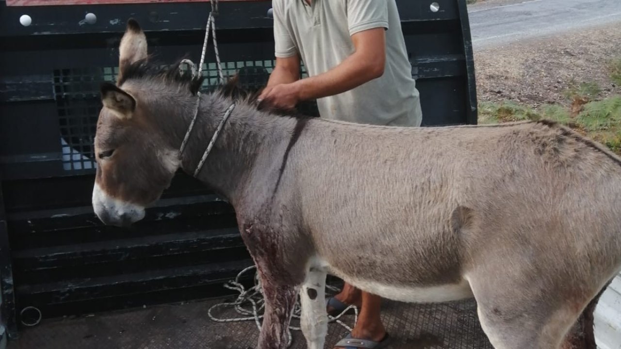 Otelden Kaçan Eşek Silahla Vurularak  Yaralanmış Vaziyette Bulundu