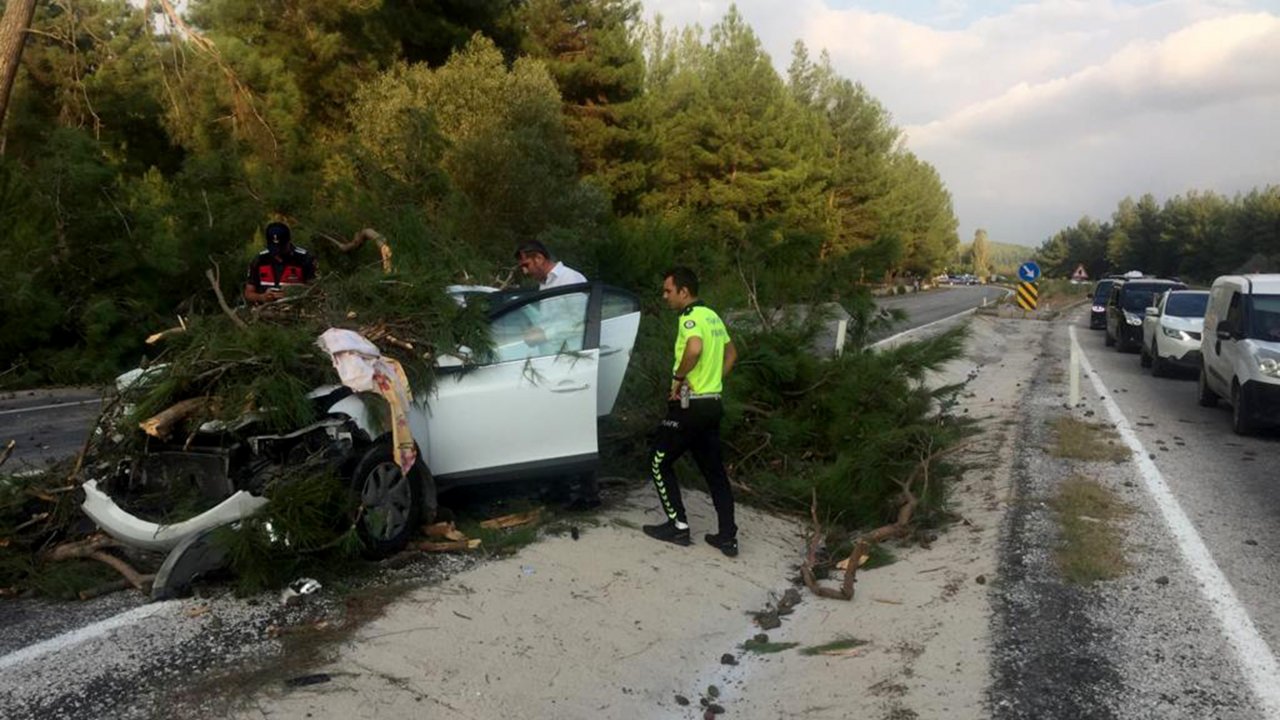 Seyir Halindeki Aracın Üzerine Çam Ağacı Devrildi