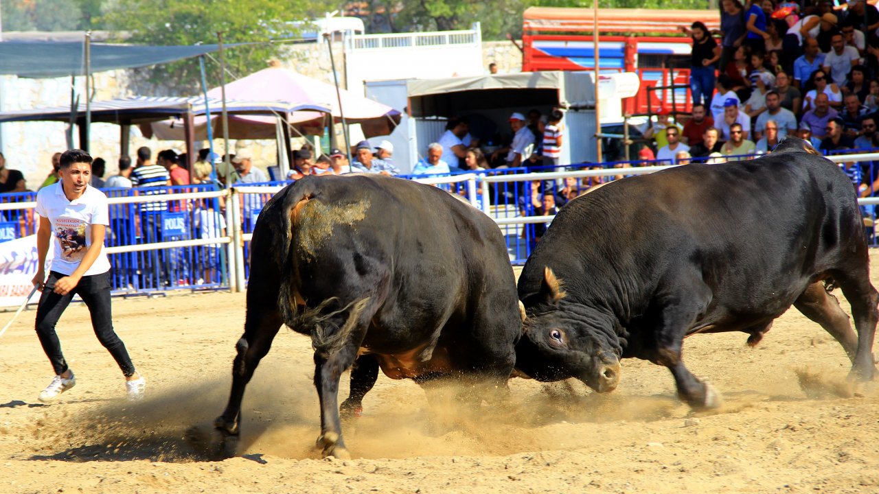 Boğalar ‘Muğla Şampiyonası’ İçin Arenaya Çıktı