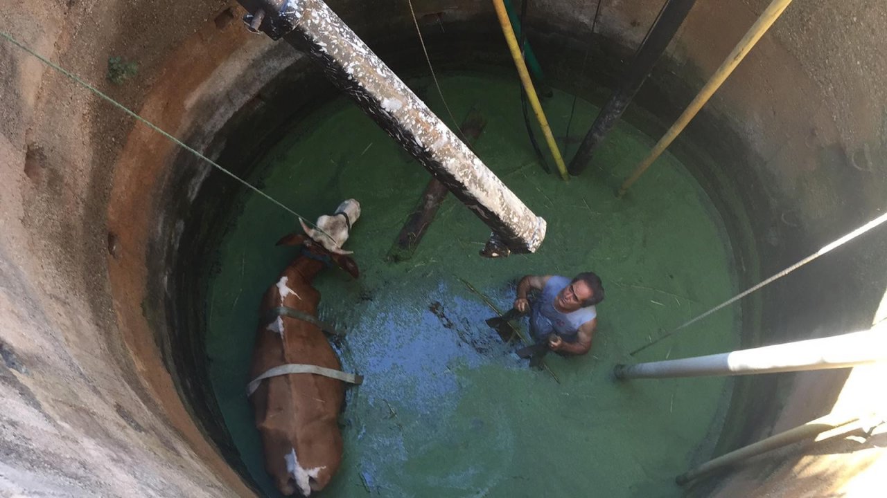 Kuyuya Düşen İnek Vinçle Çıkarıldı