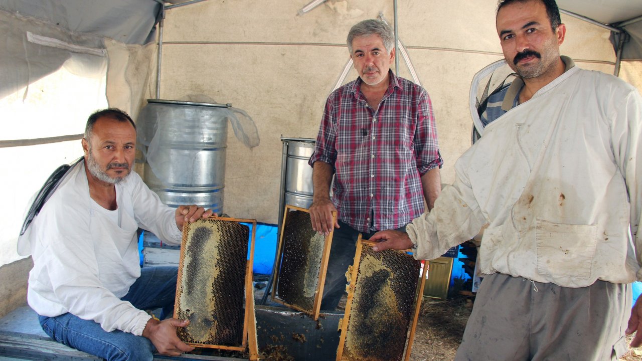 Türk Çam Balı Uluslararası Coğrafi İşaret Yolunda