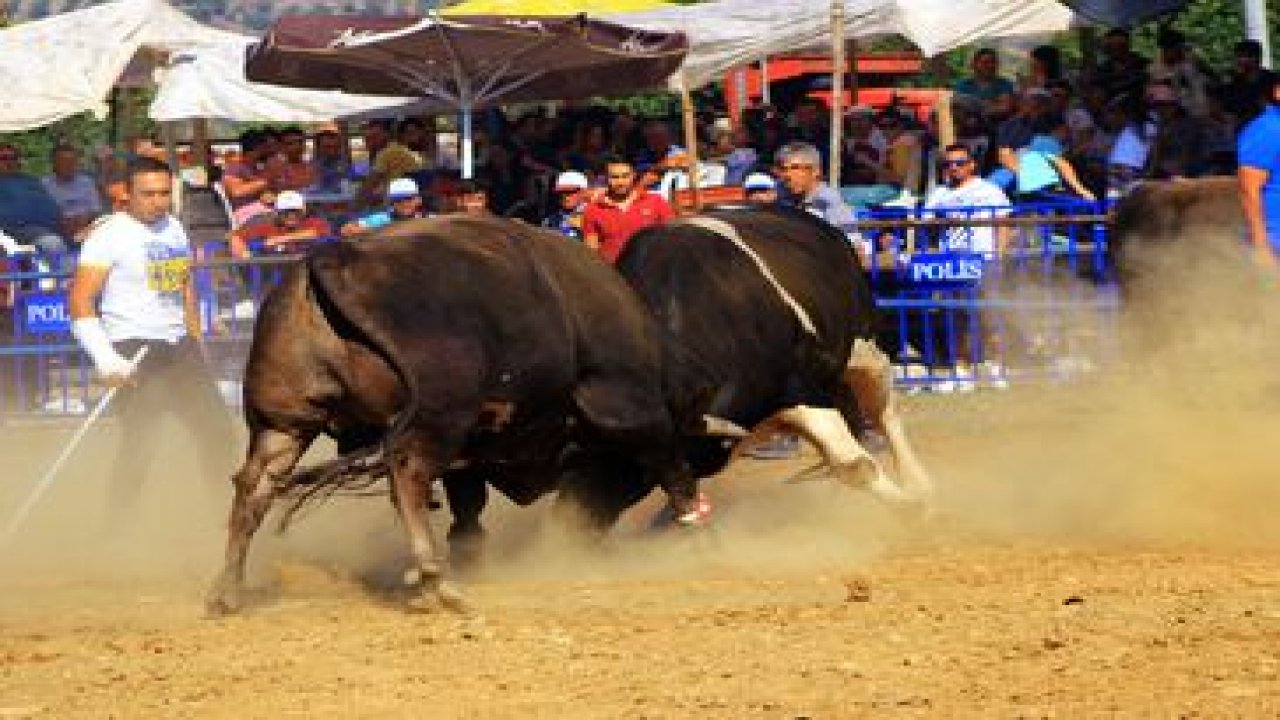 Boğalar Kafaca İlköğretim Okul Yararına Güreşecek