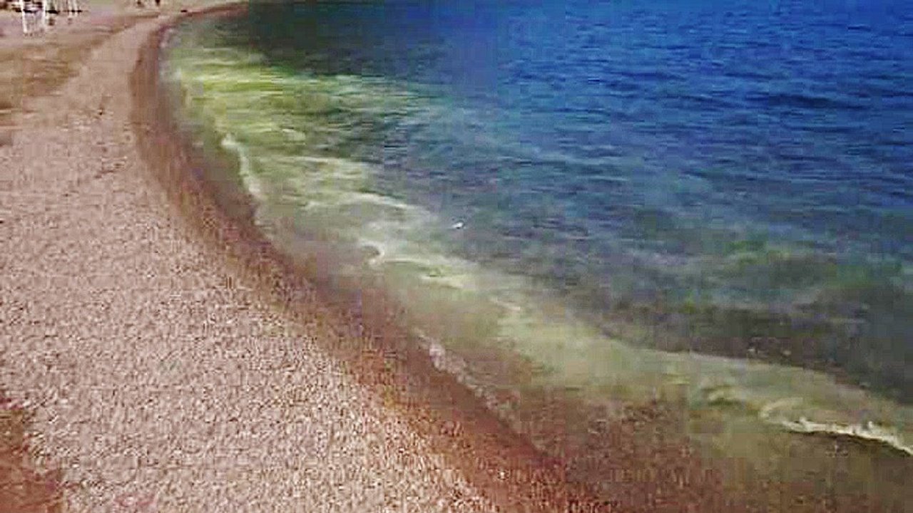 Polen tozu denizi sarıya boyadı