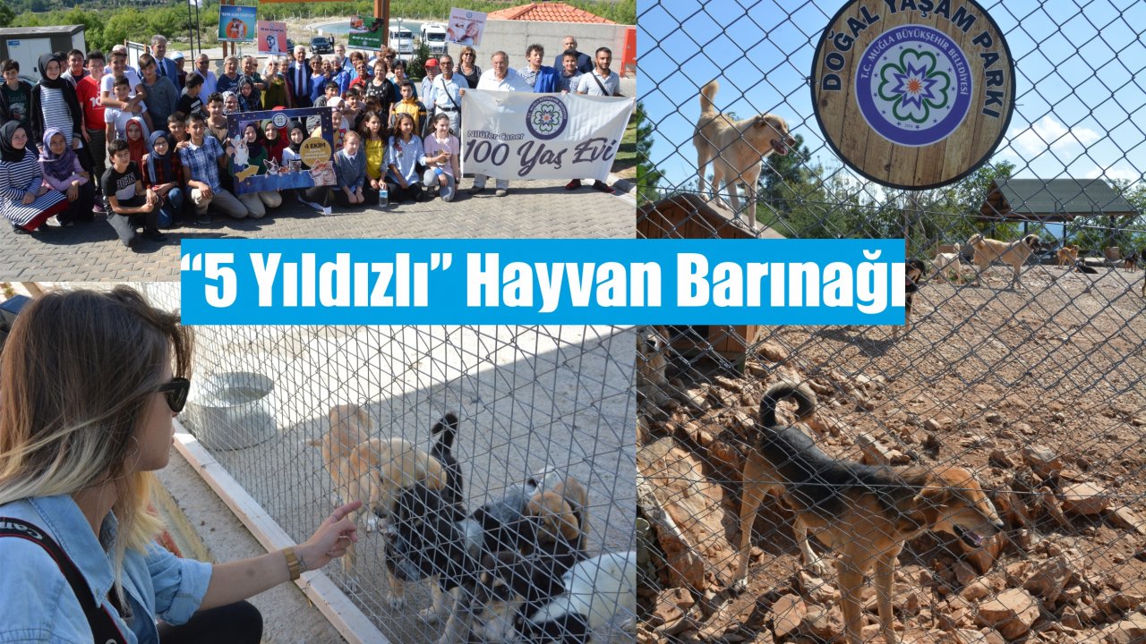 “5 Yıldızlı” Hayvan Barınağı