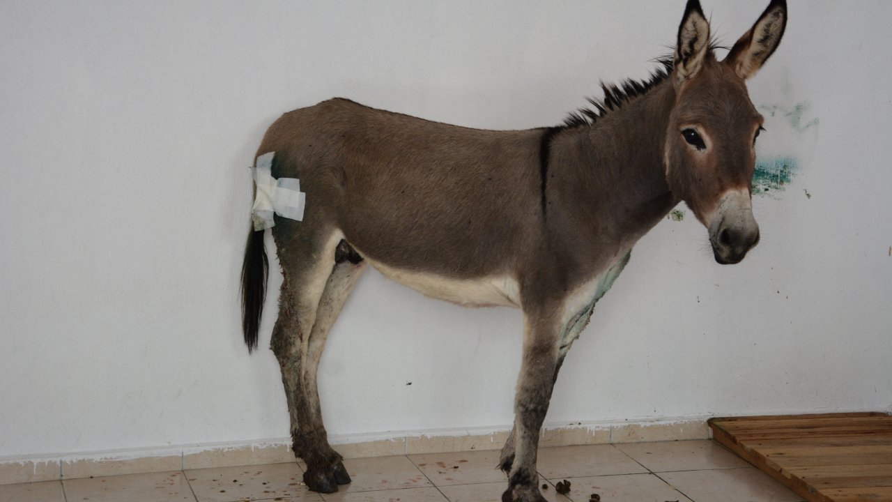Silahla Vurulan Eşeğin Tedavisi Devam Ediyor