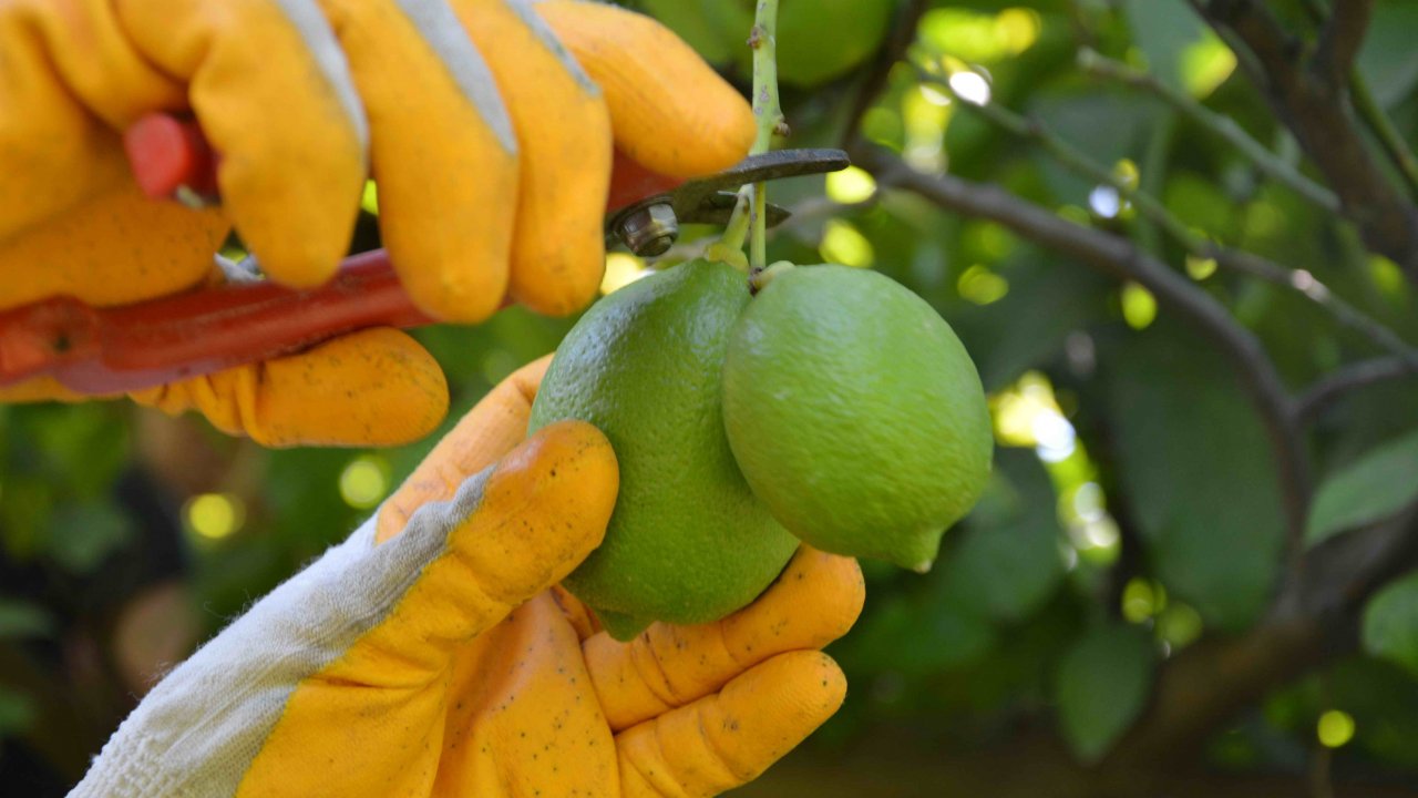 Ortaca'da Limon ve Nar Hasadı Başladı