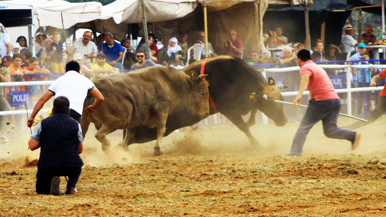Kafaca Arenasında Kıran Kırana Güreş