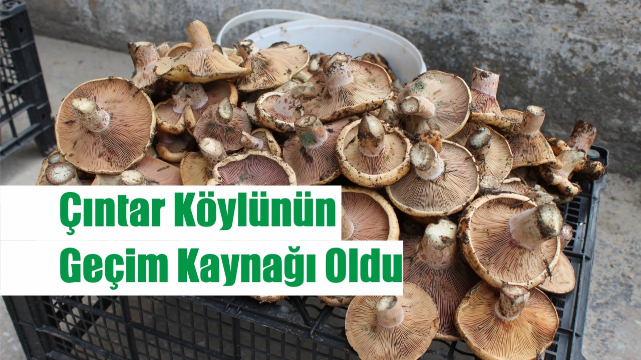 Çıntar Köylünün Geçim Kaynağı Oldu