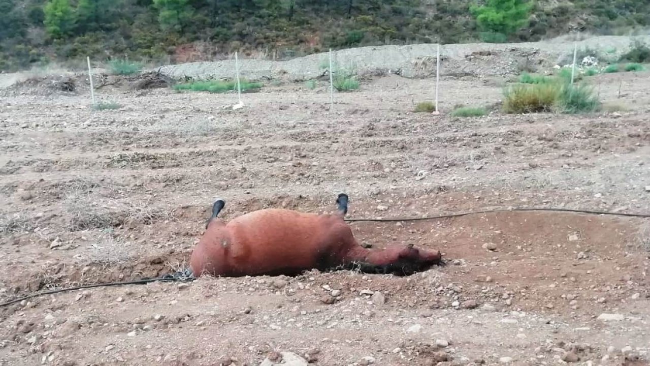 Marmaris'te At Katliamı