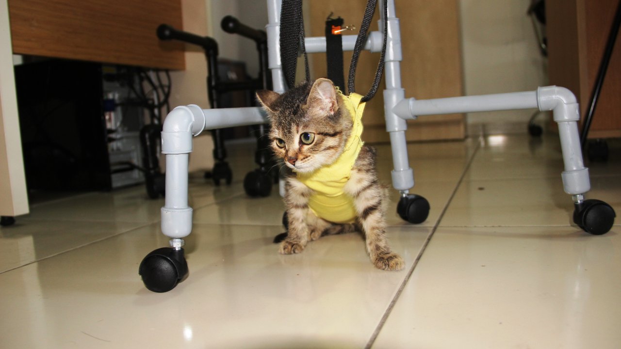 Felçli Yavru Kedi Portatif Yürüteçle Yürümeye Başladı