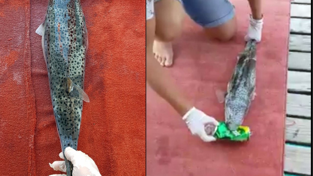 Balon Balığı, Tenekeyi Parçalarken Görüntülendi