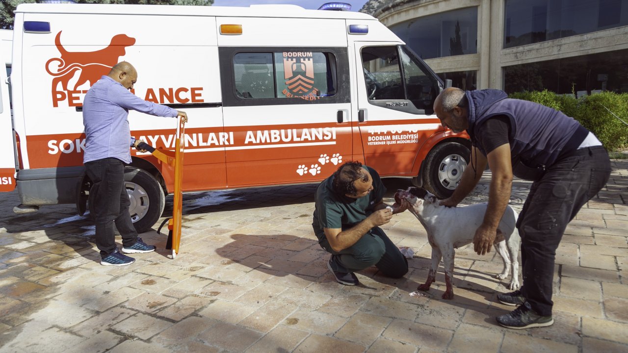 Zehirlenen Köpeğin İmdadına Petbulance Yetişti