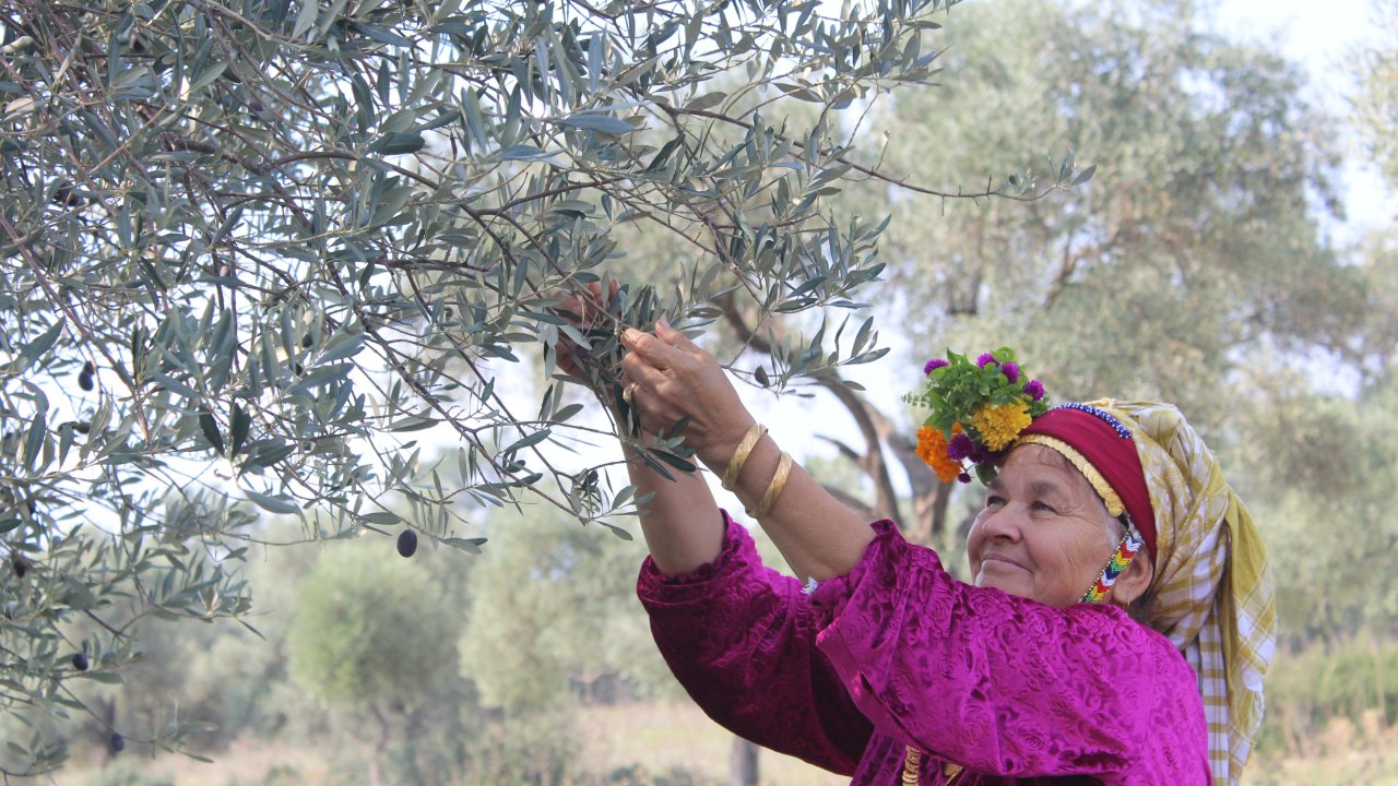 Ata Ağaç ‘Gelecek Nesil’ İçin Hasat Edildi