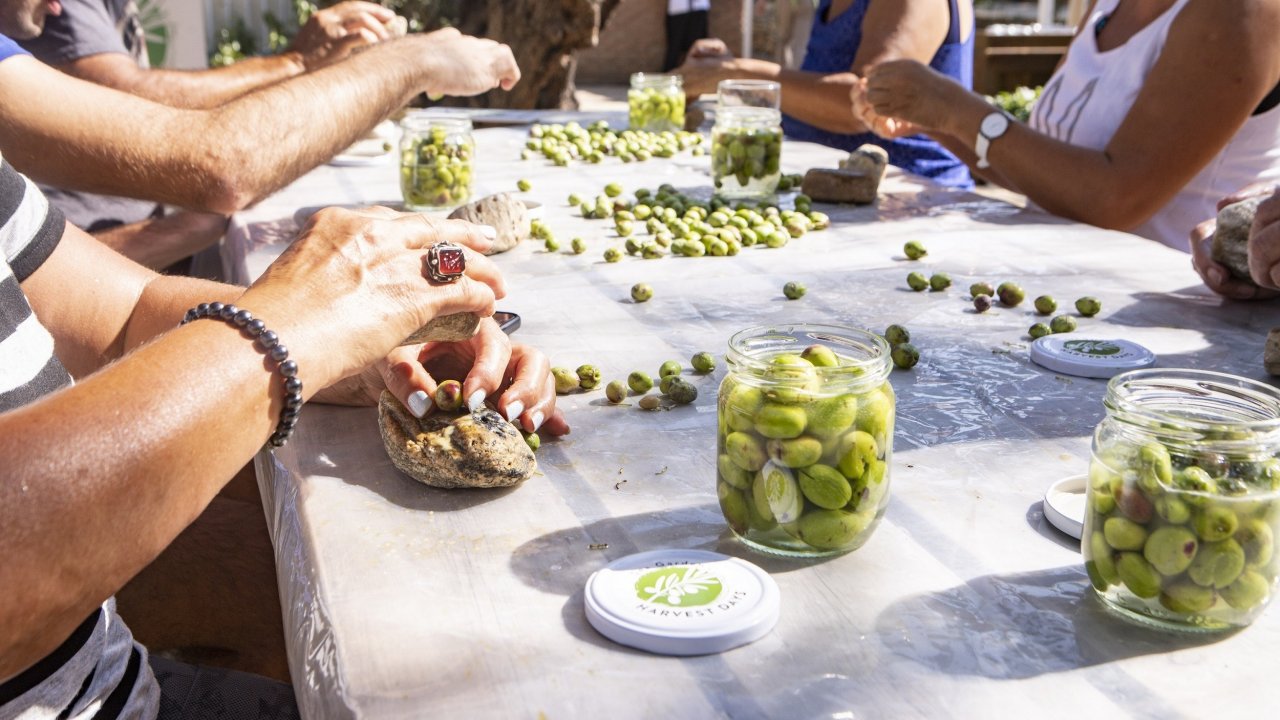 Bodrum’un Zeytin Hasadı Yapıldı