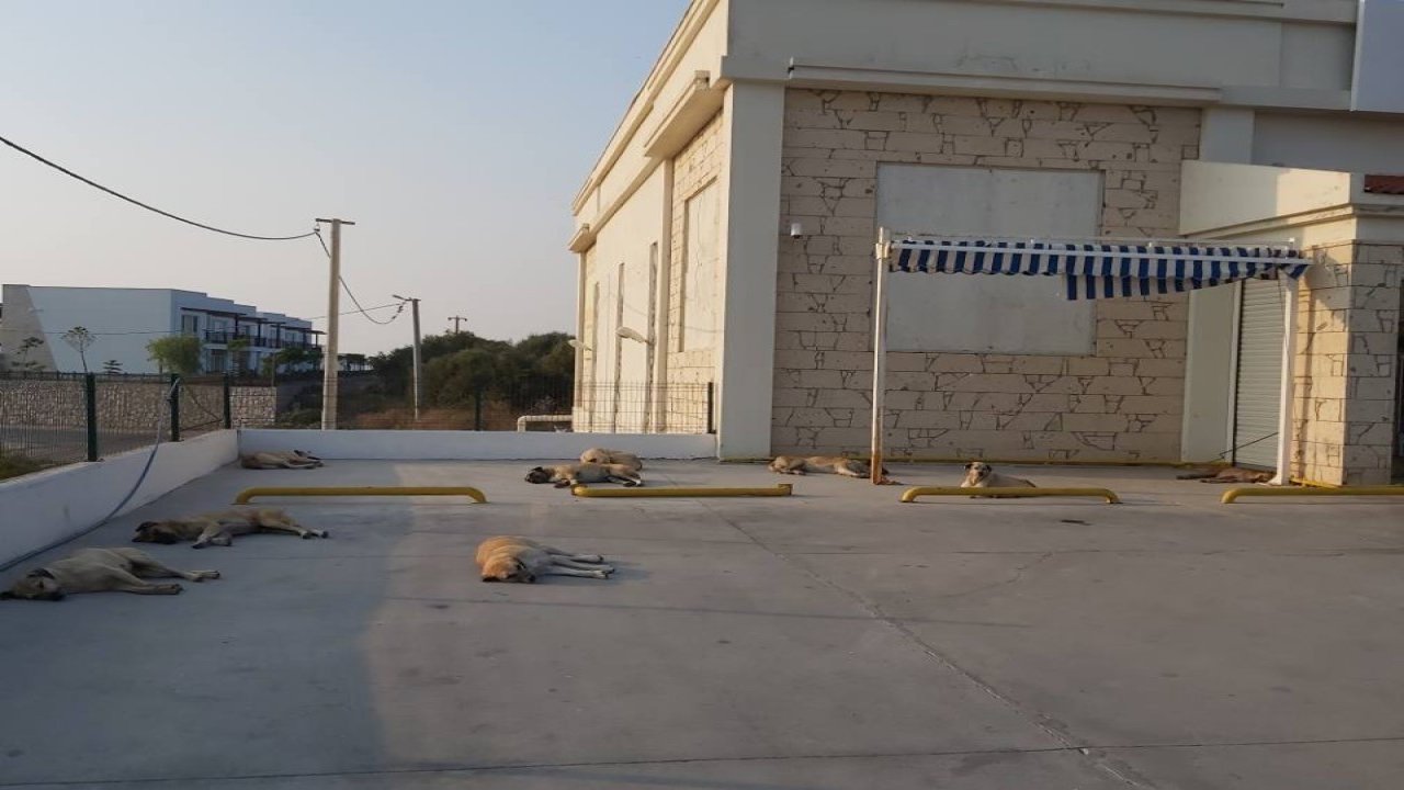 Tatil Bitti, Sokaklar Terk Edilmiş Hayvanlarla Doldu