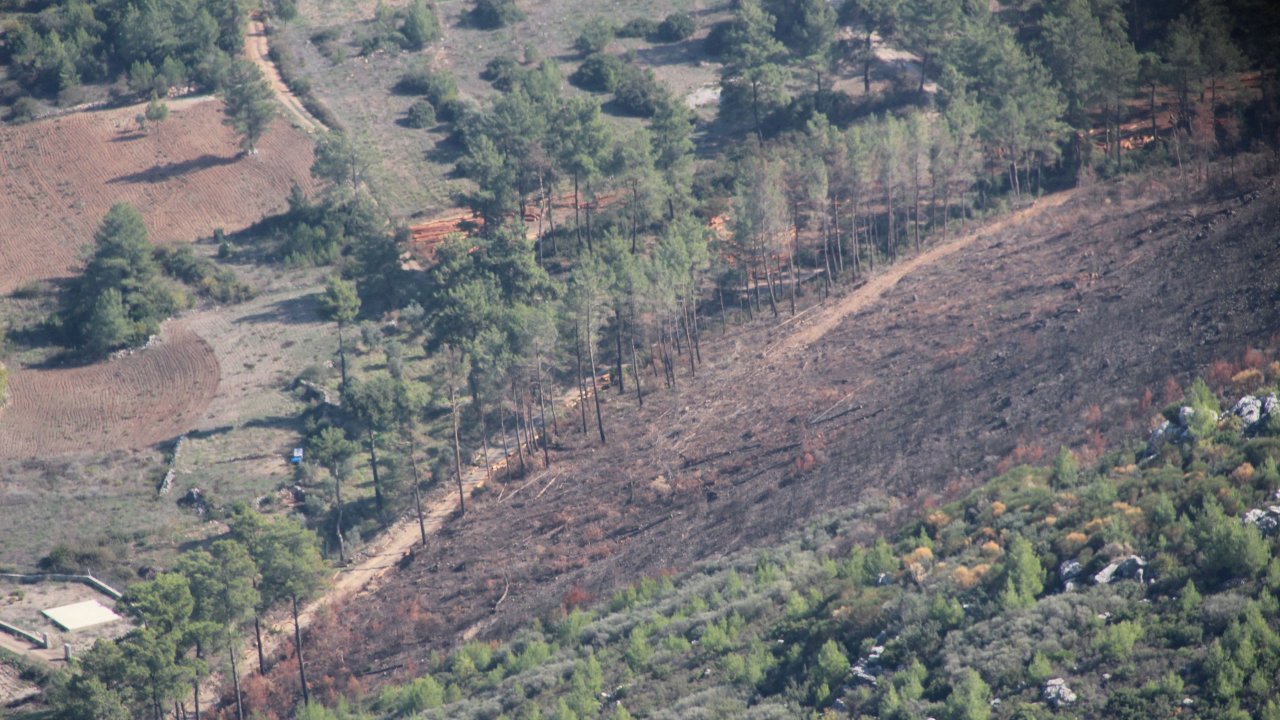 Bodrum ve Milas’ta 26 Bin Fidan Dikilecek