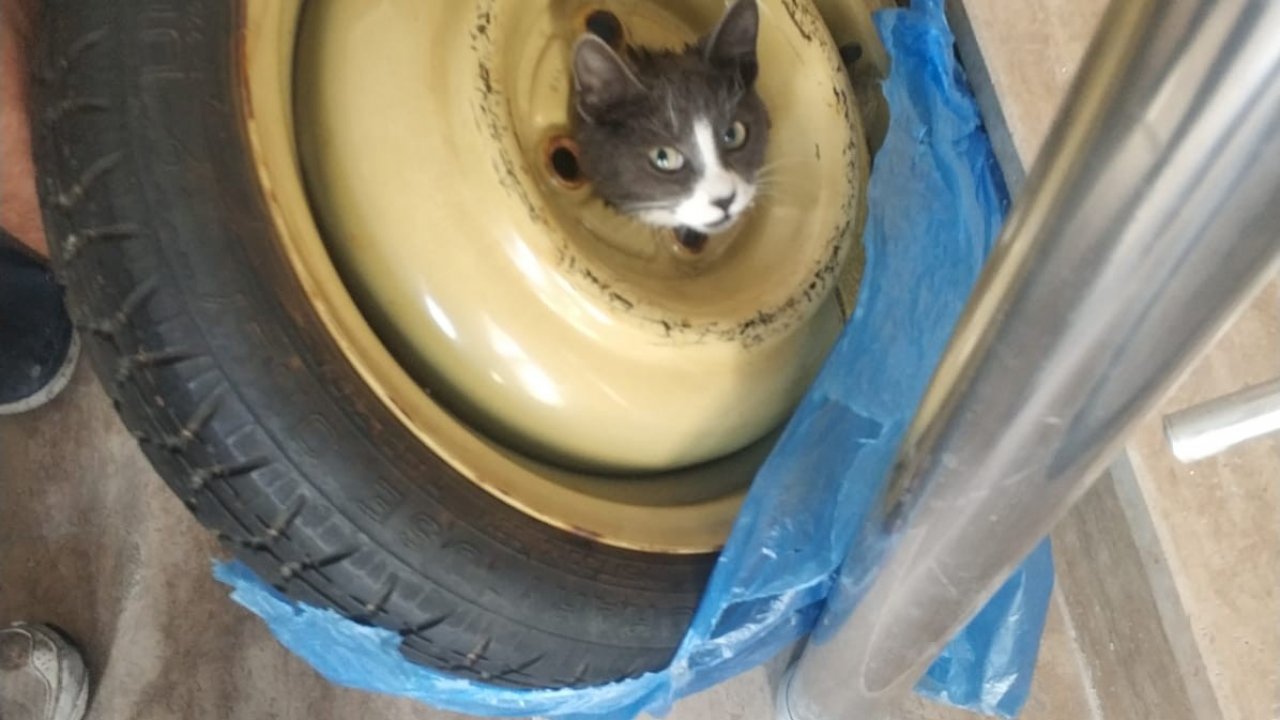 Yedek Lastiğin Jantına Sıkışan Kedi Kurtarıldı