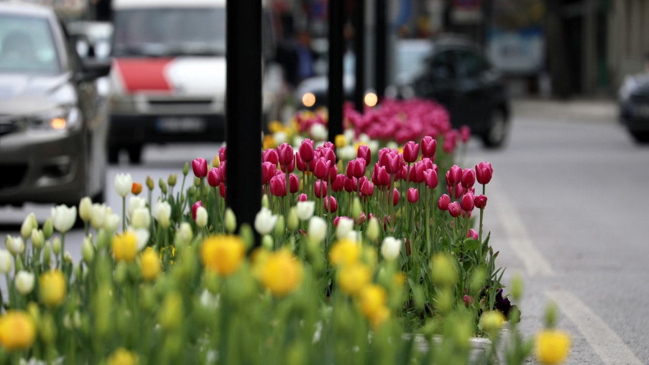 Menteşe ‘Lale’ açtı