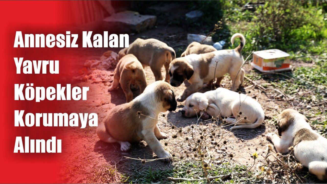 Yavru Köpekler Korumaya Alındı