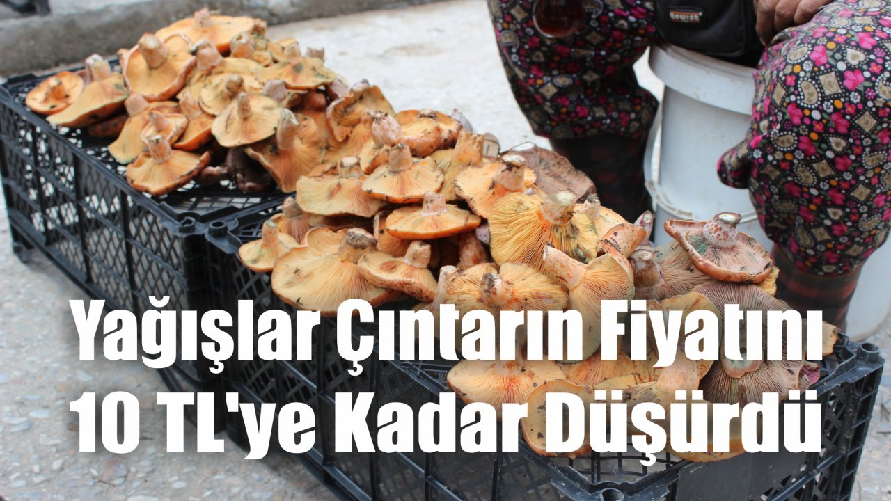 Yağışlar Çıntarın Fiyatını 10 TL’ye Kadar Düşürdü