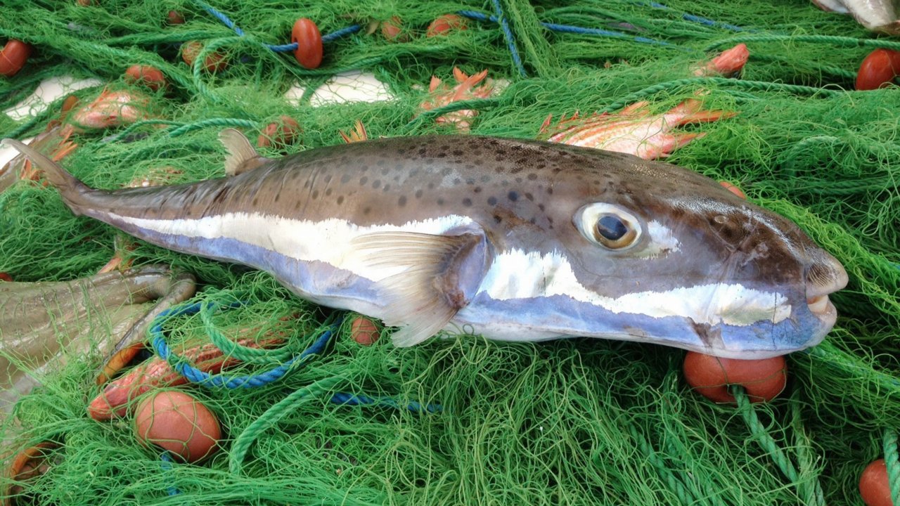 'Balon Balığı' Tehlike Saçmaya Devam Ediyor