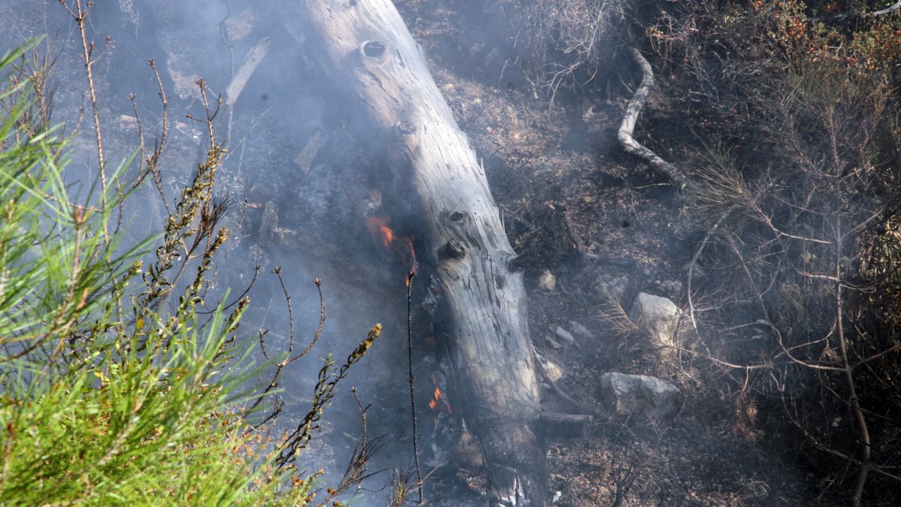 Anız Yangını Ormana Sıçradı