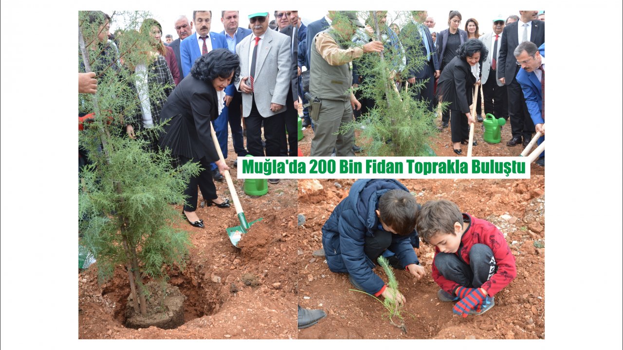 Muğla’da 200 Bin Fidan Toprakla Buluştu
