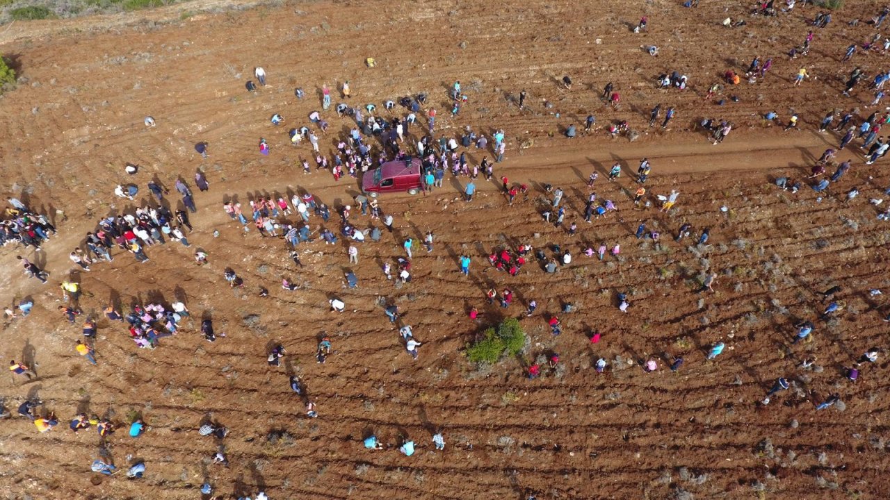 Datça'da 11 Bin Fidan Toprakla Buluşturdu