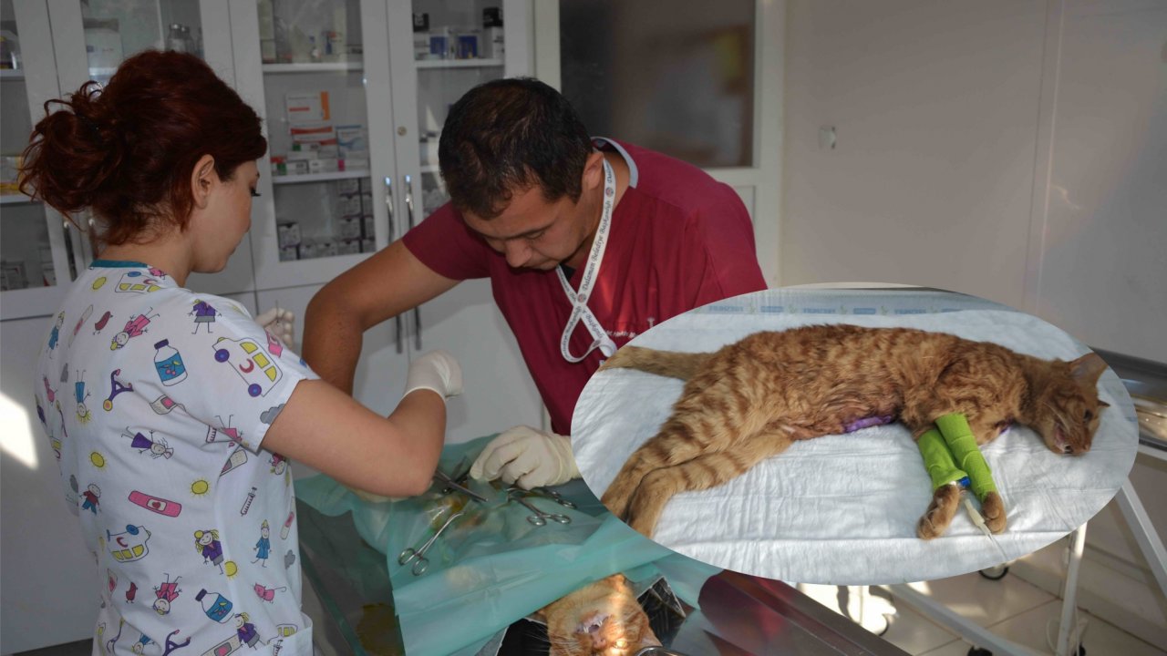 Yaralı Kedi Ameliyatla Kurtarıldı