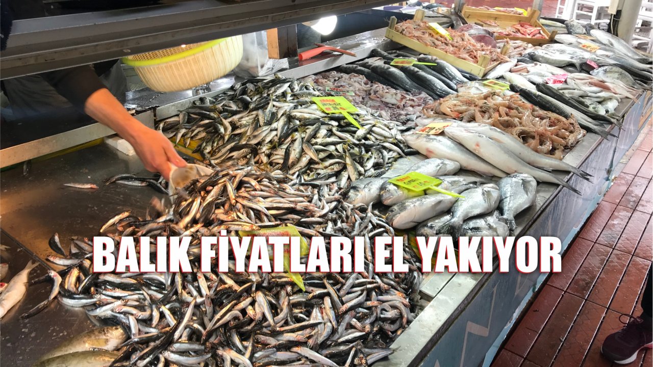 Hamsi Ege’de 25 Liradan Satışa Sunuldu