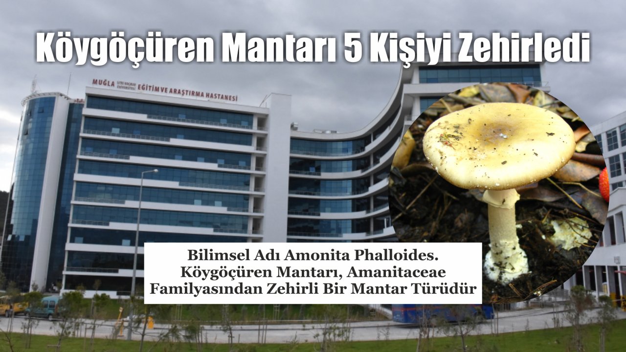 Köygöçüren Mantarı 5 Kişiyi Zehirledi
