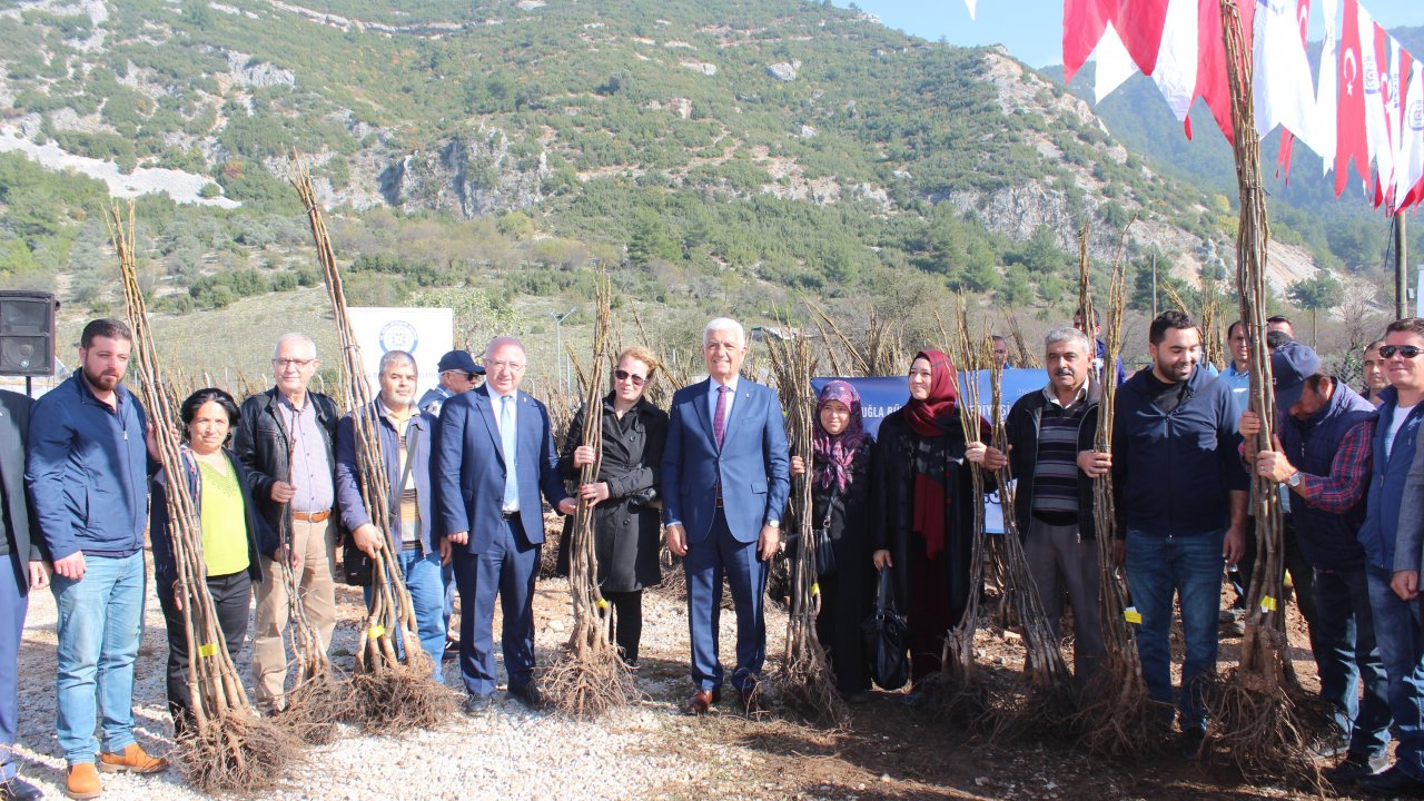 Üreticiye 55 Bin Ceviz Fidanı Dağıtıldı