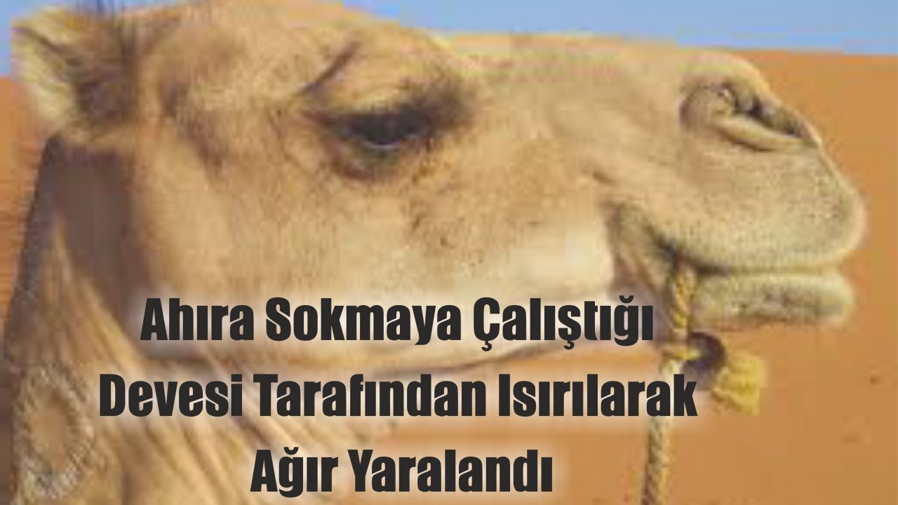 Devesi Tarafından Isırılan Adam Ağır Yaralandı