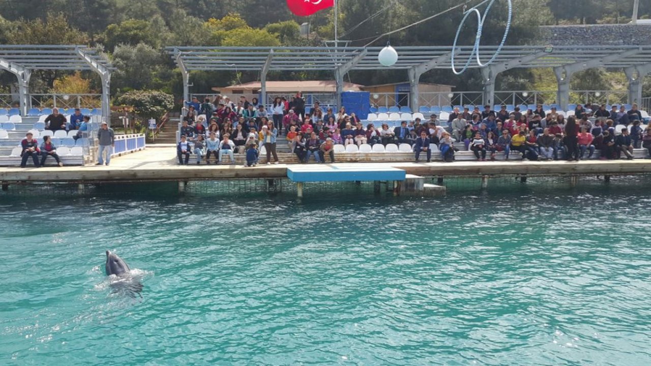 Milas’ta yunuslardan özel bireylere özel gösteri