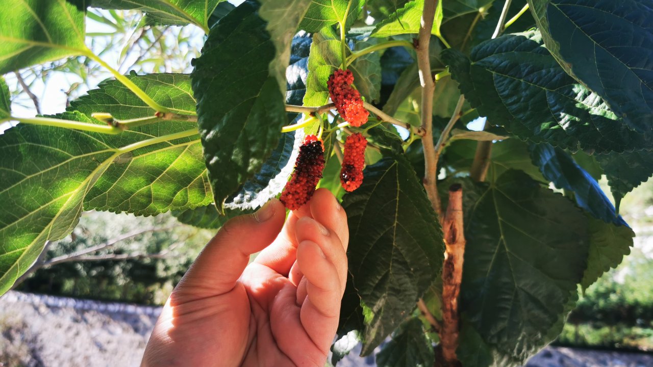 Dutlar, Mart Yerine Kasım'da Meyve Verdi