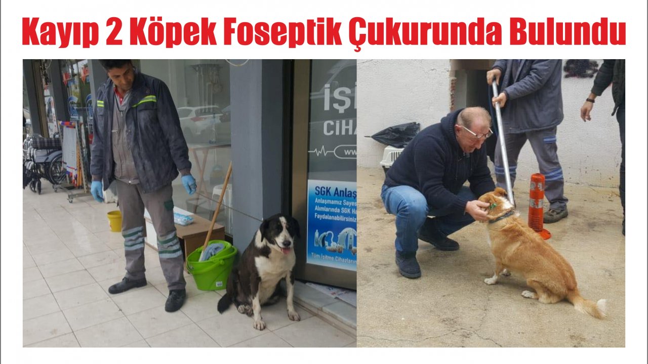 Kayıp 2 Köpek Foseptik Çukurunda Bulundu